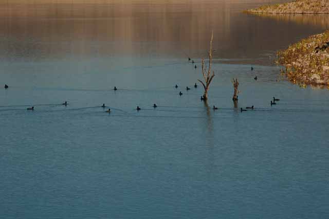 coot in Lake Pleasant